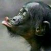 uglyyrat