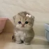 popwinkis