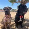 life.with.2.big.dogs