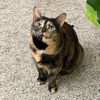 kittylimepie