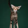 orion_cat3