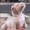 lola_may_puppy