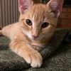 mussethecat7