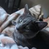 spidercat_12