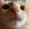 kittyloveksks