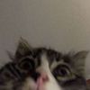 crazy_cheesecake_lover24