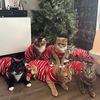 dotwcats