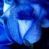 bluenae44