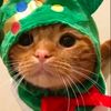 cats_n_me