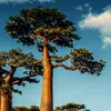 1baobab