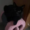 mdzm3r
