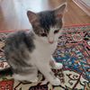 pamuk_pranses_