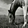 simply_equestrian