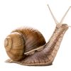 the_snail_snail