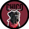 chico.cane_corso