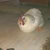 chicken.boii1