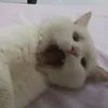 _nahjin