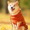 petworld797