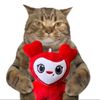 gatitossaltarin17
