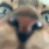 mycatsinvideos