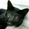 teddy_fread