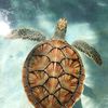 seaturtlelover7