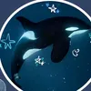 shelly_12.2
