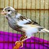 canaries_bird