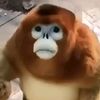 0_0.manuel