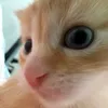 ydaienoy