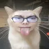 miouhihi
