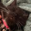 kittykatzteam00870