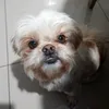 pokifoguetinho