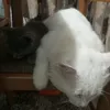 _zwhhhh_14_