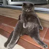 pippett00