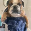 billybulldog22