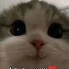 stevanus_vickirio