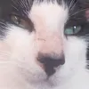 luangamaq