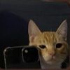 tippit666