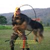 israeldogs82