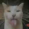 lj_qtiee