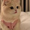 taraf_f24