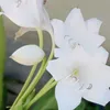 mintira73119_