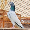 dubaiclubpigeon