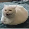 huan_11.11