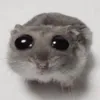 sekvilokaks
