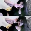 ryy_online