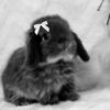 miamllww