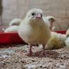 FarmSteady