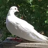 delal_8888